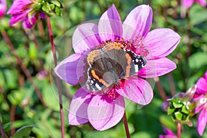 Dahlia Blue Bayou with red admiralÂ butterfly